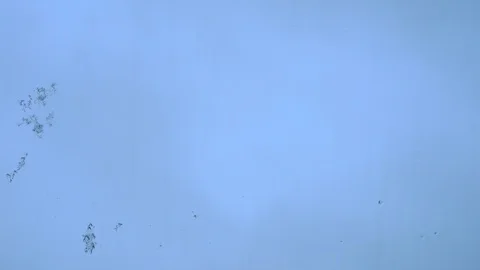 Time lapse of falling snow flakes on a windows in the background a blurred. Stock Footage 102188877
