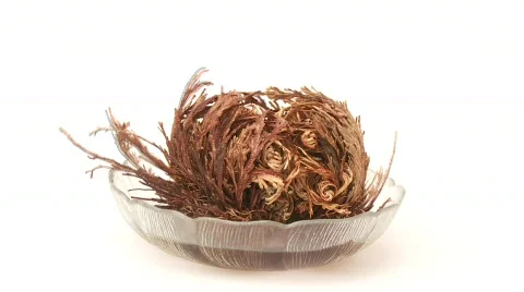 Time lapse: false rose of Jericho Stock Footage 437073