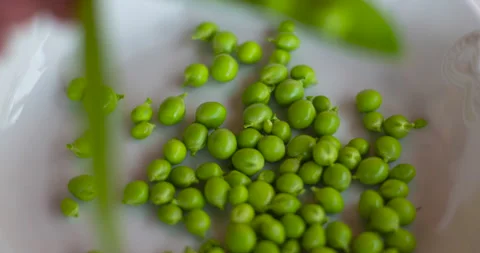 Time lapse farmer with her hands plucks pods of young green peas. Stock-Footage 139310554