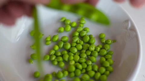 Time lapse farmer with her hands plucks pods of young green peas. Vídeos de archivo 139310953