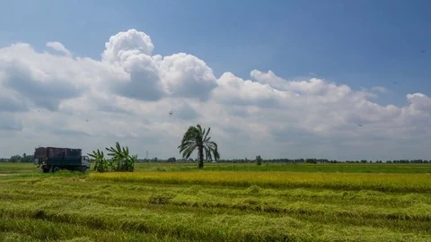 Time lapse of farmer uses machine to harvest rice on paddy field. Stock Footage 78495446