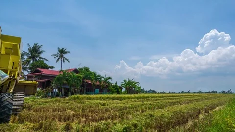 Time lapse of farmer uses machine to harvest rice on paddy field Stock Footage 78496681
