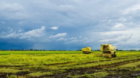 Time lapse of farmer uses machine to harvest rice on paddy field. Zoom In Stock Footage 120795963