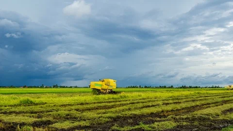 Time lapse of farmer uses machine to harvest rice on paddy field. Stock Footage 120795965