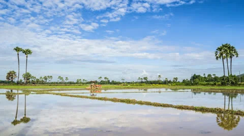 Time lapse farmer working in farmland for rice plant and beautiful blue sky Stock Footage 27075082