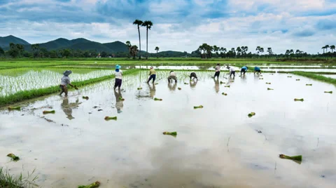 Time lapse farmer working plant rice in farm of Thailand southeast asia Stock Footage 27689507