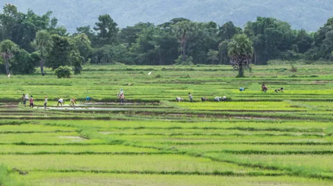 Time lapse farmer working plant rice in farm of Thailand southeast asia Stock Footage 27849561