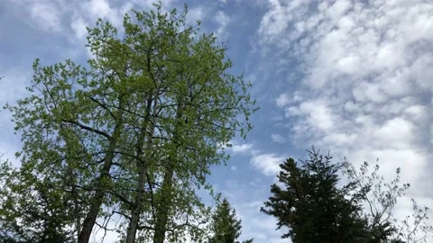 Time-lapse of fast-moving summer clouds with trees blowing. Stock Footage 131566319