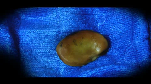 Time-lapse of Fava bean germination Video stock 24047779