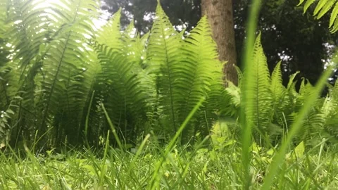 Time-Lapse of fern cluster in light rain Stock Footage 239670003