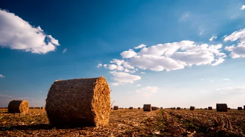 Time lapse of field with bales of corn plants Stock Footage 163200486