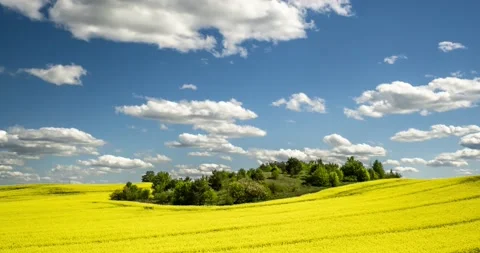 Time lapse of field of beautiful springtime golden flower of rapeseed Stock Footage 130354666