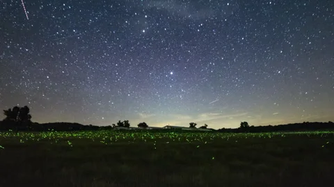 Time lapse of a field filled with fireflies under a starry night sky Stock Footage 259268006