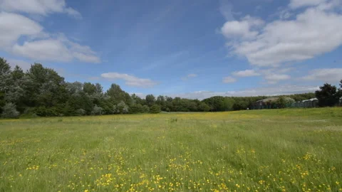 Time lapse of a field of flowers Stockbeeldmateriaal 155577025