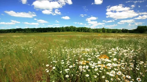 Time Lapse field Stock Footage 8416504