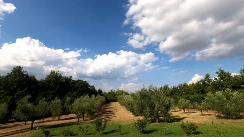 Time lapse in a field of olive trees Stock Footage 137422552