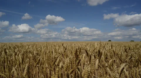 Time lapse field of wheat ripening in the sun on beautiful summers day Stock Footage 26437439