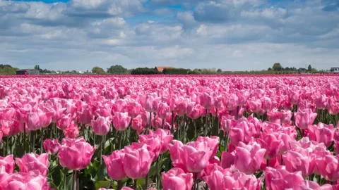 Time Lapse. Fields of pink tulips in Keukenhof area near Amsterdam, Netherlands Stock Footage 105317756