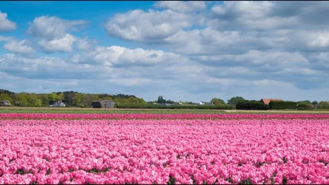 Time Lapse. Fields of pink tulips in Keukenhof area near Amsterdam, Netherlands Vídeos de archivo 105320877