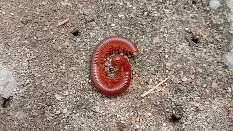 Time lapse of the fight between millipede caterpillars and red ants Video stock 289393780