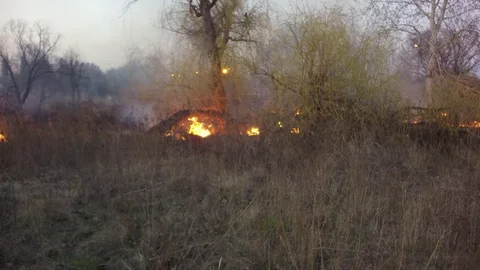 Time lapse. Fire in the forest. In the background there is a highway. Stock Footage 74078019