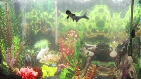 Time lapse in a fish tank Stock Footage 373914