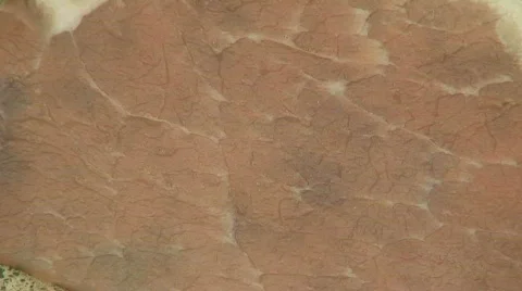 Time-lapse flies Stock Footage 150677