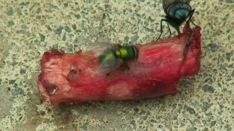 Time-lapse flies Stock Footage 150763