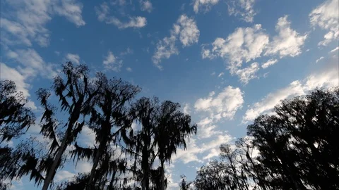Time lapse of Florida Cypress trees at dawn. 4K Видео 104830550