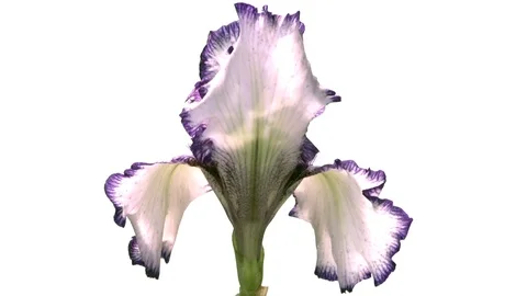 TIme Lapse Flower. Beautiful iris flowers bloom. Video stock 108687798