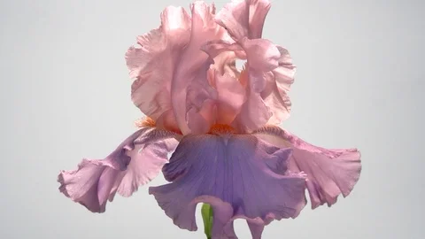 TIme Lapse Flower. Beautiful iris flowers bloom. Video stock 120193655