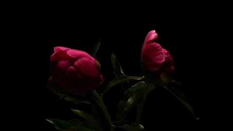 Time lapse of flower bloom. Stock-Footage 104966424