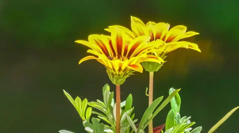 Time Lapse of a Flower Blooming Stock Footage 39505773