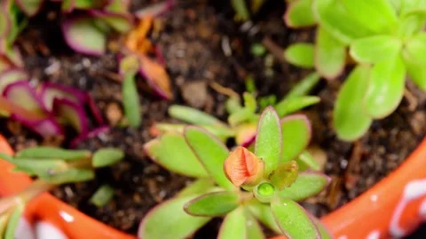 Time-Lapse of a Flower Blooming Stock Footage 307874454