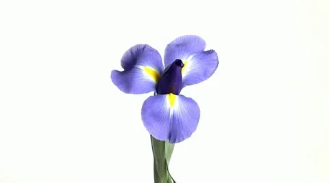 Time Lapse Flower Blooming (iris) 720 Stock Footage 12023978