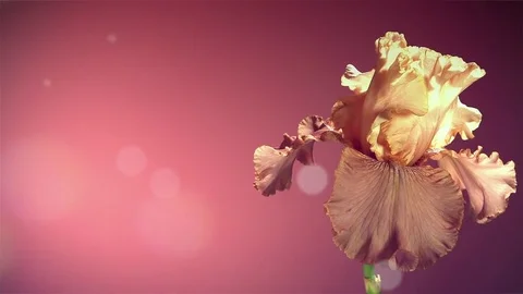 TIme Lapse Flower. Bokeh. Iris blossoming. Video stock 73305398