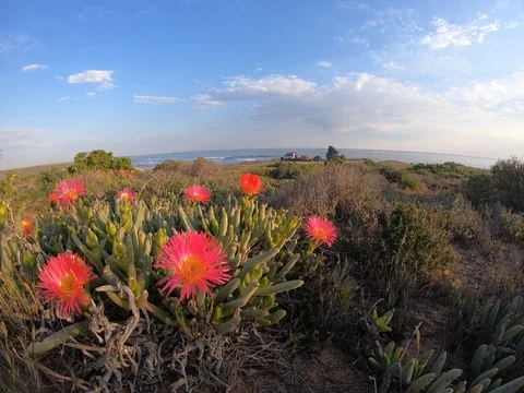 Time lapse of flower closing 動画素材 127500039