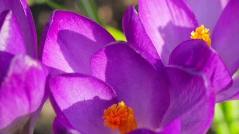 Time lapse flower crocus blooming Stock Footage 88218600