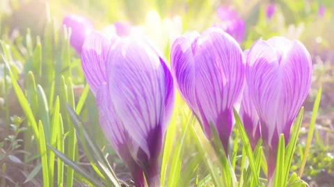 Time lapse flower crocus blooming Stock Footage 120840093