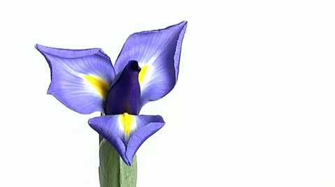 TIme Lapse Flower Stock Footage 12208011