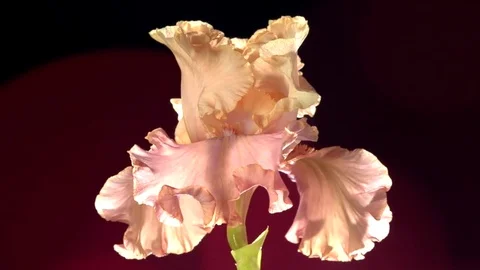 Time Lapse of a flower. Iris blossoming. Time lapse. Stockbeeldmateriaal 71336541