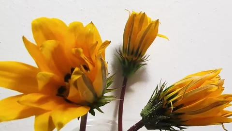 Time Lapse of Flower Open. Yellow Flower, Nice Shot on Natural Background.  Stock Footage 240726659