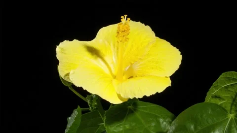 Time Lapse Flower Opening 스톡 동영상 156405597