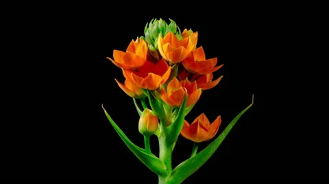 Time Lapse - Flower Orange Star is Blooming Stock Footage 49089377