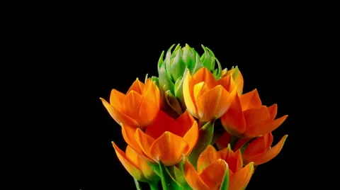 Time Lapse - Flower Orange Star is Blooming, Close Shot Stock Footage 52073186