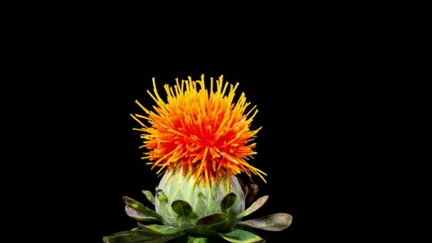 Time Lapse - Flower Safflower Blooming with Black Ground Stock Footage 248916261