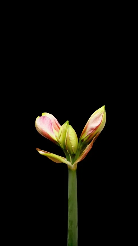Time Lapse of flowering Amaryllis on black background. Spring timelapse of Stock Footage 314090835