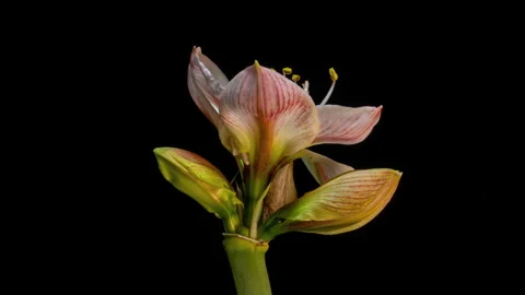 Time lapse of flowering and opening of a pink amaryllis hippeastrum flower on a Stock Footage 270406260