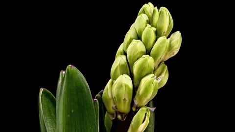 Time lapse of flowering and opening of a hyacinth flower on a black background Stock Footage 274190051