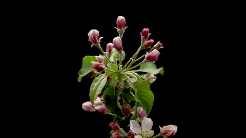 Time Lapse of flowering apple tree on light pink background. Spring timelapse of Stock Footage 194465450